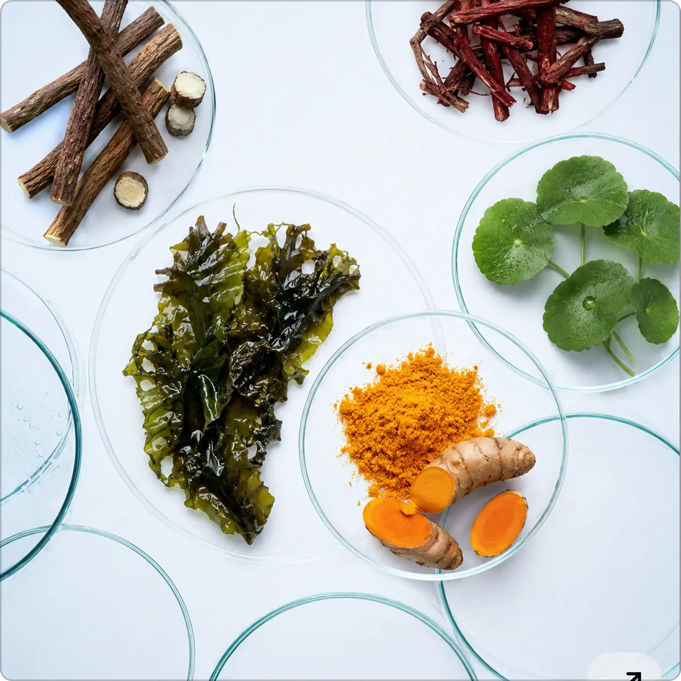Rooted in Ayurvedic Base