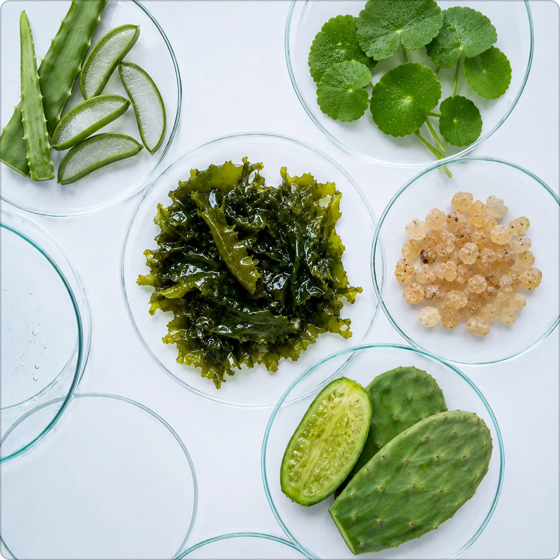 Rooted in Ayurvedic Base