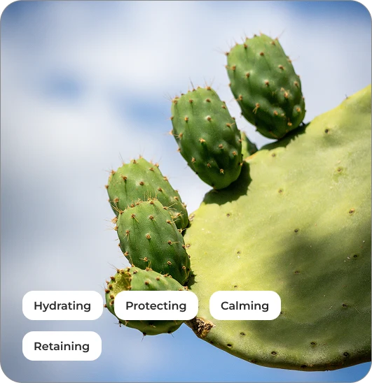 Cactus Extract