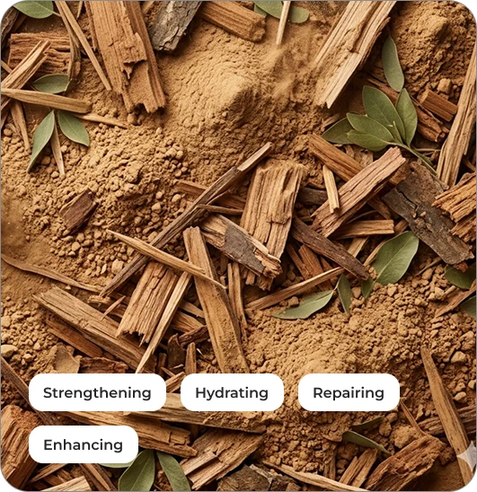Acacia Extract