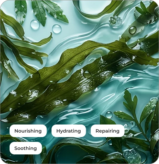 Seaweed Extract
