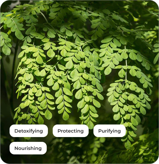 Moringa