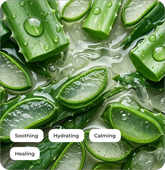 Aloe Vera